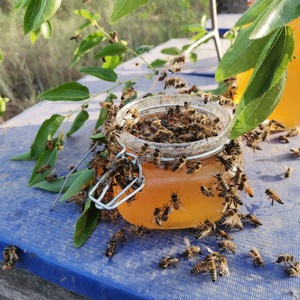 Vente en gros de <span class=keywords><strong>miel</strong></span> d'abeille naturel Sidr doux liquide <span class=keywords><strong>miel</strong></span> comestible de qualité yéménite <span class=keywords><strong>miel</strong></span> en vrac certifié Halal pour manger - Product Image 3