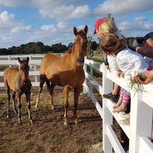 Gia súc Vinyl trắng 3 đường sắt PVC Vinyl ngựa hàng rào cưỡi ngựa lĩnh vực ngựa PVC hàng rào PVC hàng rào bài và đường ray đường sắt - Product Image 1