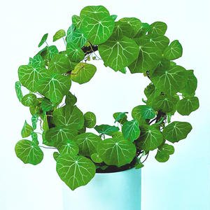 植木鉢 & プランター用金属製クライミングフレームラックサポートフレーム庭 & 屋内用多用途スタンド - Product Image 6