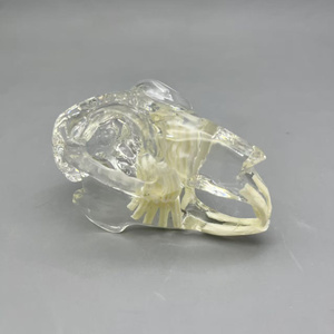 Thú y Pet thỏ giải phẫu mô hình bằng miệng Giảng Dạy Trình diễn động vật mô phỏng răng khuôn y tế khoa học Mô Hình Bộ Xương - Product Image 2