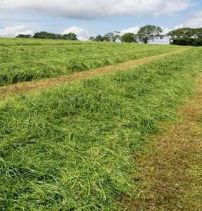 Heno de Alfalfa Premium para Ganado – Ensilaje de Alta Calidad para Vacas, Caballos, Ovejas y Cabras - Product Image 5