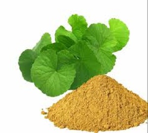 ผงสมุนไพรสกัดบริสุทธิ์จาก99% Bacopa Monnieri เกรดอาหารสินค้าจำนวนมากขายดีมากสำหรับการบริโภคของมนุษย์บรรจุในถัง - Product Image 1