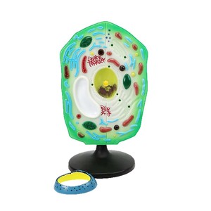 Modelo de célula vegetal, un material didáctico de plástico para biología en el nivel de secundaria, utilizado para observar células y como herramienta de enseñanza. - Product Image 4