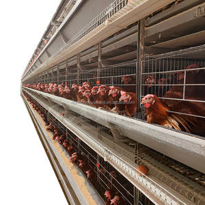 Jaula Automática de 4 Niveles para Gallinas con Sistema Automático de Alimentación, Bebederos, Recolección de Huevos y Limpieza de Estiércol para 10 <span class=keywords><strong>Mil</strong></span> Gallinas - Product Image 2