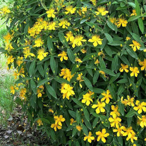 Tè alle Erbe Naturale di Alta Qualità Guan Ye Lian Qiao, Hypericum Perforatum Essiccato Grezzo, Erba di San Giovanni - Product Image 3