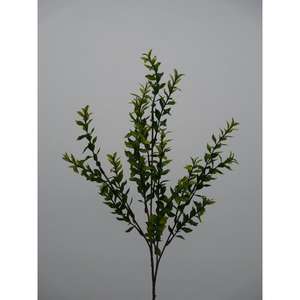 Feuille de Myrte X3 70CM GR - Product Image 1