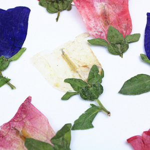 Fleurs de clochettes séchées naturelles pressées pour la fabrication de bijoux DIY, accessoires d'artisanat en résine époxy, spécimen de plante véritable - Product Image 6