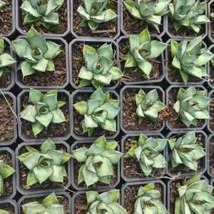 Planta Ornamental Suculenta de Agave Titanota 'Silver Dragon' Cultivada con Precisión en Maceta de 10 cm, Venta al por Mayor - Product Image 2