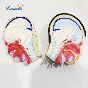 Modelo de <span class=keywords><strong>Cuerpo</strong></span> Juvenil Profesional de 9 Piezas para Demostración en Ciencias Médicas y Exhibición en <span class=keywords><strong>el</strong></span> Aula - Product Image 3