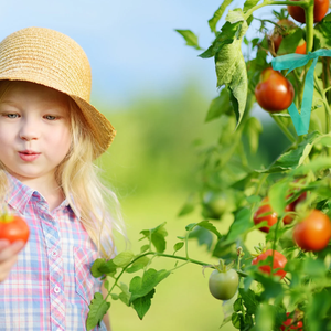 Cinta de PVC ligera de 1 pulgada x 100 pies para atar plantas, tomates verdes, sin dañar los tallos, ideal para amarrar plantas de jardín, como la lechosa y las asteras. - Product Image 6