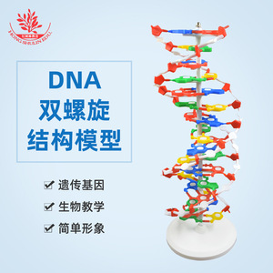 Modèle d'ADN, grande structure à double hélice, 33306 paires de bases, matériau génétique, instrument pédagogique de biologie de 60 cm - Product Image 5
