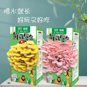 Kit de culture de champignons DIY, boîte de culture de champignons huîtres jaunes de 10 cm, cadeau éducatif pour enfants, activité de plantation - Product Image 5