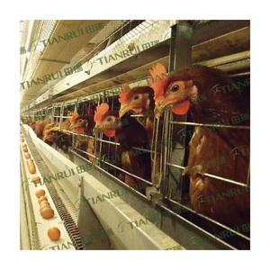 Jaula para <span class=keywords><strong>pollos</strong></span> <span class=keywords><strong>de</strong></span> exportación, gallinero para 5000 gallinas en <span class=keywords><strong>venta</strong></span> - Product Image 1