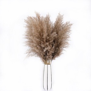 Herbe de la Pampa Naturelle Séchée en Gros pour Décoration de Mariage et d'Intérieur – Meilleure Vente - Product Image 5