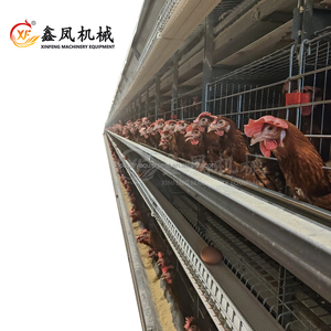 Nouvelle Cage à Poules en Batterie <span class=keywords><strong>de</strong></span> Type H Entièrement Automatique avec Système <span class=keywords><strong>d</strong></span>'Alimentation, <span class=keywords><strong>d</strong></span>'Abreuvement, <span class=keywords><strong>de</strong></span> Collecte des Œufs et <span class=keywords><strong>de</strong></span> Nettoyage du Fumier - Prix Compétitif - Product Image 1