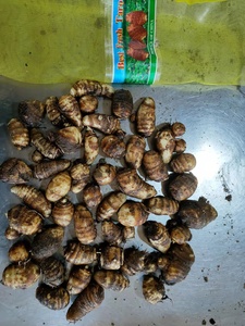 أحدث محصول القلقاس الطازج المغسول بالماء الطازج مصنع القلقاس عالية الجودة - Product Image 4