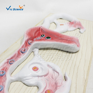 Modèle du processus de fécondation de l'œuf ; modèle pédagogique du développement reproductif humain ; outil pédagogique biologique. - Product Image 2