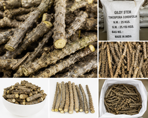 Tallo de Giloy Crudo – Tallo de Guduchi Natural Premium para Bienestar Ayurvédico y Herbal - Product Image 2