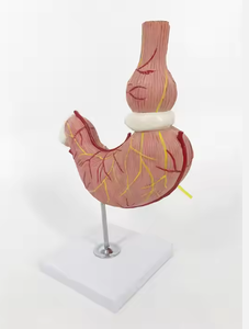 Nouveau modèle d'<span class=keywords><strong>estomac</strong></span> humain <span class=keywords><strong>de</strong></span> taille avec bande gastrique - Product Image 4