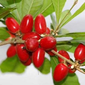Poudre d'extrait de Synsepalum Dulcificum/Baie Miracle de qualité alimentaire en gros, service rapide - Product Image 3