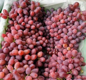 Uva roja sin semillas de temporada cristalina, pasas, fruta fresca crujiente y dulce, caja entera, uso al por mayor como comida - Product Image 6