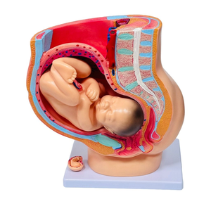 Modèle de <span class=keywords><strong>grossesse</strong></span> sagittale en 4 parties pour femme, 9 <span class=keywords><strong>mois</strong></span> - Ensemble pédagogique d'anatomie du fœtus, de l'utérus et du placenta - Product Image 1