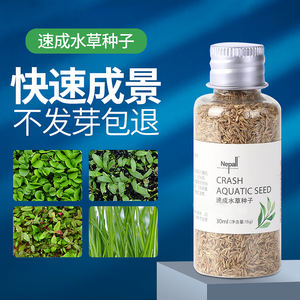 YEE Usine En Gros Plantes Aquatiques Fish Tank Aménagement Paysager Décoratif Aquarium Vivant Plantes Aquatiques Fraîches Graines - Product Image 2