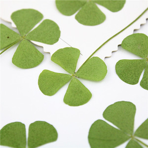 Handicraft <strong>Flower</strong> <strong>Press</strong> Four Leaf Clover Bulk Pack Fresh Real Pressed Natural Dried <strong>Flowers</strong> Dried Pressed <strong>Flower</strong> for Resin - Product Image 4