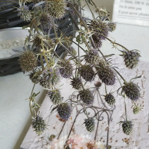 Fleurs séchées naturelles du Yunnan Eryngo <span class=keywords><strong>Eryngium</strong></span> pour les arrangements floraux festifs pour les décorations de Noël et d'Halloween - Product Image 2