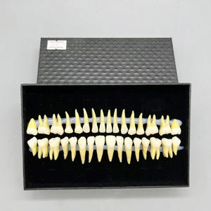 Взрослый полный рот 32 зубы Двухцветная модель с корнями, прозрачные трещины, стандартная форма для исследования зубной резьбы - Product Image 3