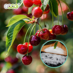 Poliacrilato de Potasio Matière Première Soco para Agricultura, para Árboles de Mango, para Plantación - Product Image 5