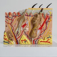 Modèle anatomique de peau humaine 3D 35X, structure cutanée agrandie, aide pédagogique pour les sciences médicales, la cosmétologie et la chirurgie