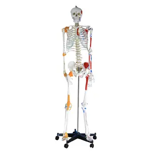180cm 실물 크기 인간 해골 의료 및 과학 교육 모델 해부학 PVC 플라스틱 인간 해골