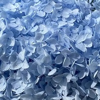 Kelopak Bunga Hydrangea Asli Awet Terawetkan Campuran Kecil Biodegradable untuk Dekorasi Meja Pesta Pernikahan Hari Valentine