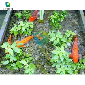 Peixe e vegetais sistema co-existente de aquaponia agrícola greenhouse