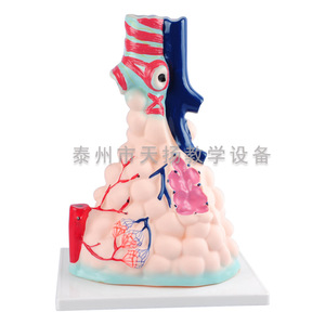 Modèle alvéolaire 33210, modèle anatomique alvéolaire agrandi, modèle anatomique du poumon, organes humains du système respiratoire - Product Image 3