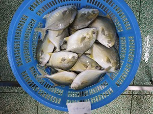 Pescado Pompano Dorado Congelado, 10 kg, 00-400 g, 400-500 g, 500-600 g, Empaque a Granel, Pieza Entera, <span class=keywords><strong>Trachinotus</strong></span> <span class=keywords><strong>Ovatus</strong></span> - Product Image 2