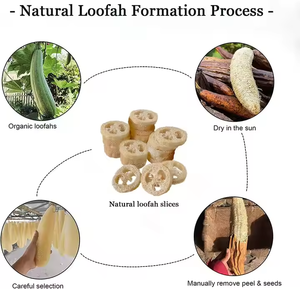 Natural Eco-Friendly Loofah <b>Soap</b> <b>Holder</b> Rack Anti-Mold <b>Soap</b> Box Bathroom Kitchen Modern Design Hotel Travel Use Pet Gnawing Toys - Product Image 4