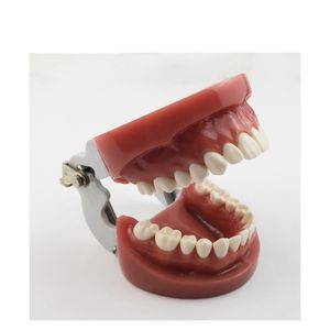 ฮาร์ดกัม28ชิ้นโมเดลฟันฟันฟันมาตรฐานพร้อมข้อต่อ FE - Product Image 5