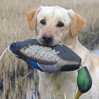 Jouet de dressage pour chien de chasse, canard flottant en EVA, leurre réaliste pour la chasse au canard, idéal pour l'entraînement en extérieur