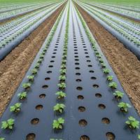 Film agricole noir en PE pour fraises, film plastique pour serre de jardin, film de paillage pour fleurs et plantes de jardin