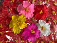 Vente en gros d'oeufs tropicaux en mousse têtes de fleurs artificielles EVA Plumeria têtes de fleurs pour décor hawaïen
