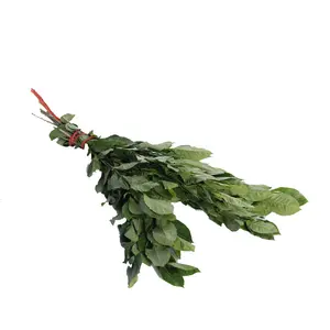 Yunnan Natural True Plants Fresh Cut Flowers Gardenia Leaves for Ornamental Plants