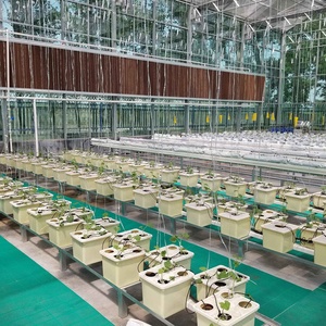 Small Hydroponic Growing System with Bato Bucket Drip Irrigation Dutch Bucket - Product Image 6