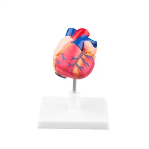 真人大小解剖人体心脏医学模型