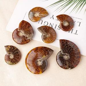 Groothandel Natuurlijke Ammoniet Fossiele Specimen Genezende Kristallen Kwarts Edelstenen Voor Minerale Geschenken - Product Image 3