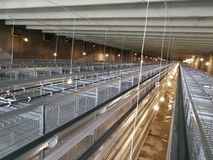 Nuevo Equipo de Avicultura en Oferta, Jaula para Gallinas Ponedoras Tipo H, Equipo Avícola Automatizado para Gallinas Ponedoras, <span class=keywords><strong>Precio</strong></span> Competitivo - Product Image 6