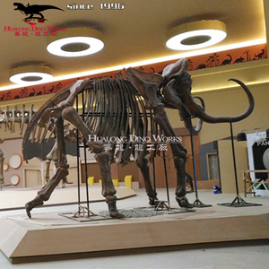 <span class=keywords><strong>Esqueleto</strong></span> fósil de <span class=keywords><strong>Triceratops</strong></span> de dinosaurio de fibra de vidrio realista de tamaño completo - Product Image 6