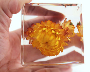 Gerbera jaune véritable, <span class=keywords><strong>Helichrysum</strong></span> <span class=keywords><strong>Bracteatum</strong></span>, spécimen de fleur séchée dans un cube de résine, décoration de bureau à domicile - Product Image 6