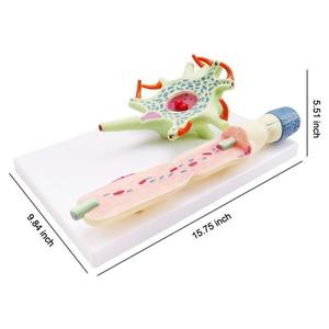 Modè<span class=keywords><strong>le</strong></span> d'amplification des neurones pour l'enseignement de l'anatomie humaine à usage médical, deux parties, structure des fibres nerveuses, anatomie médicale du <span class=keywords><strong>cerveau</strong></span> - Product Image 2